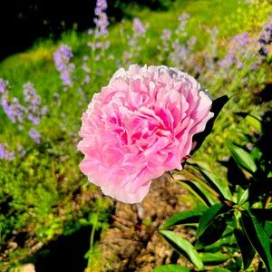 Meet your Posher, Yam